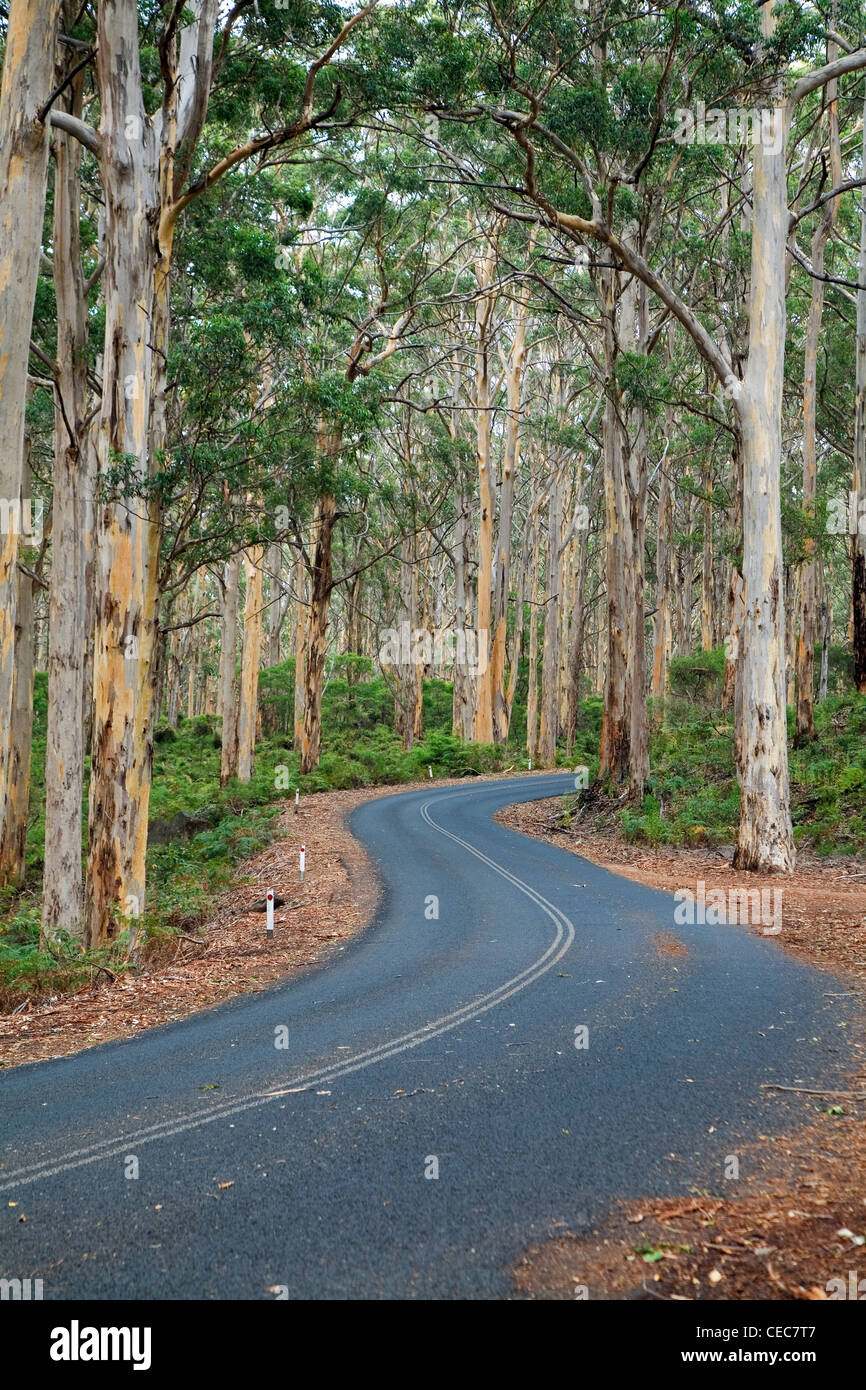 La strada attraverso il Boranup Foresta Karri, Vicino Fiume Margaret in Leeuwin-Naturaliste National Park, Australia occidentale, Australia Foto Stock