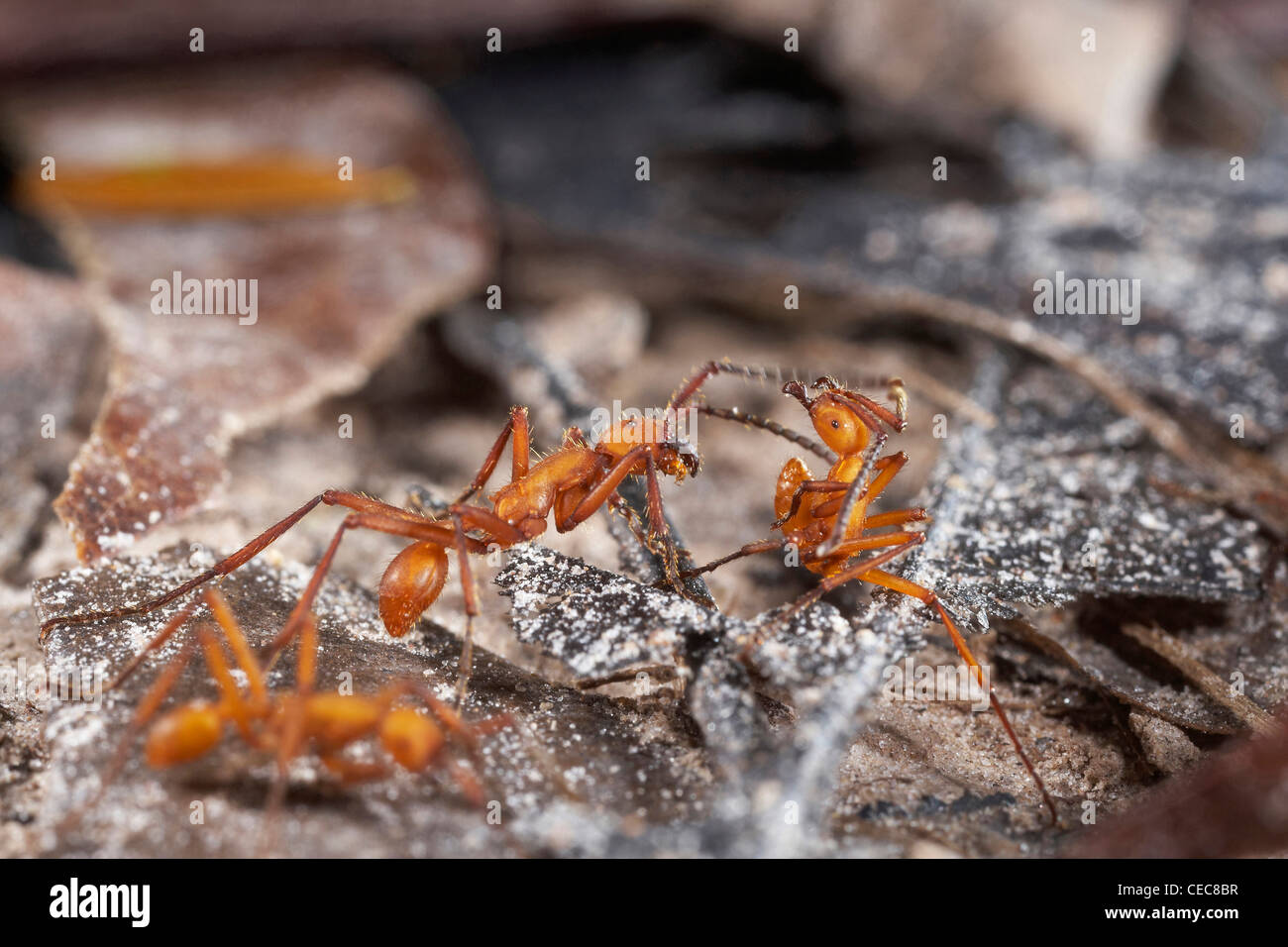 Esercito di formiche sul suolo della foresta, Rewa, Rupununi, Guyana, Sud America. Ordine, Hymenoptera Formicidae di famiglia. Foto Stock