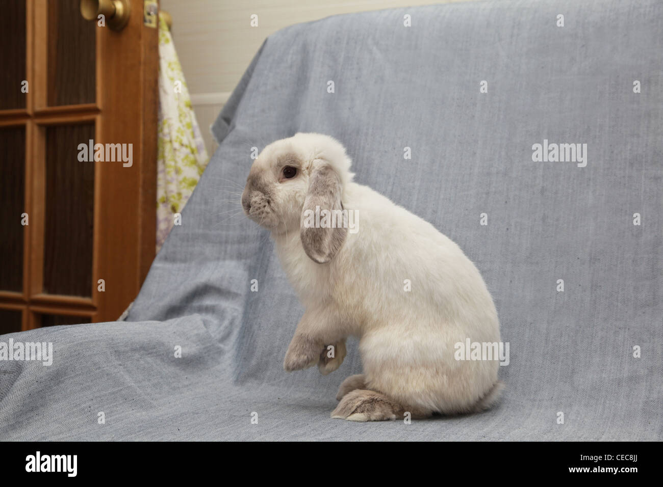 coniglio bianco Foto Stock