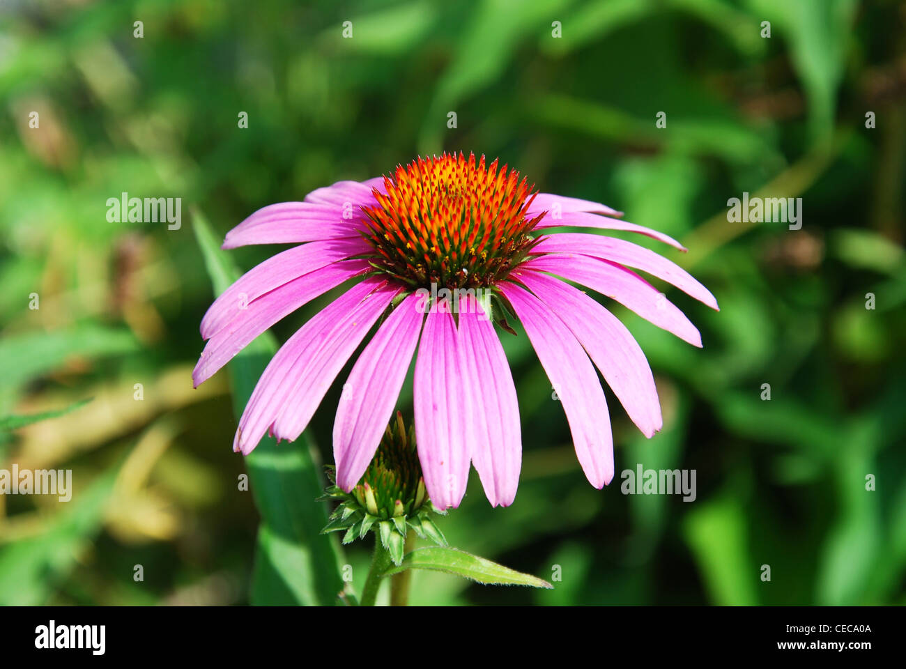 Echinacea ,fiori,giardino,rosa,macro,parco,l'estate, Foto Stock