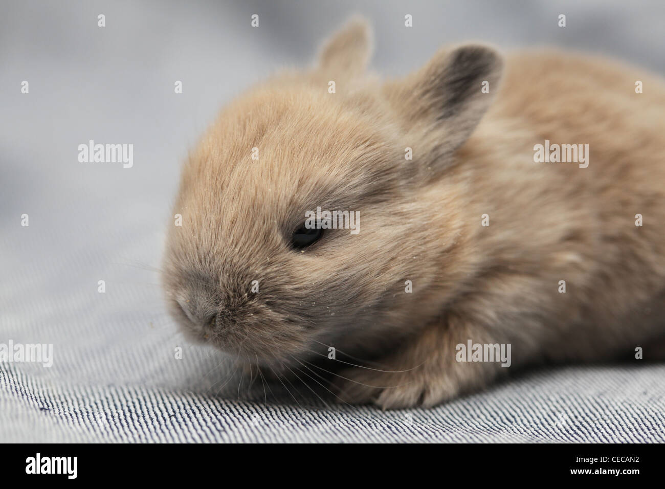 piccolo coniglio Foto Stock