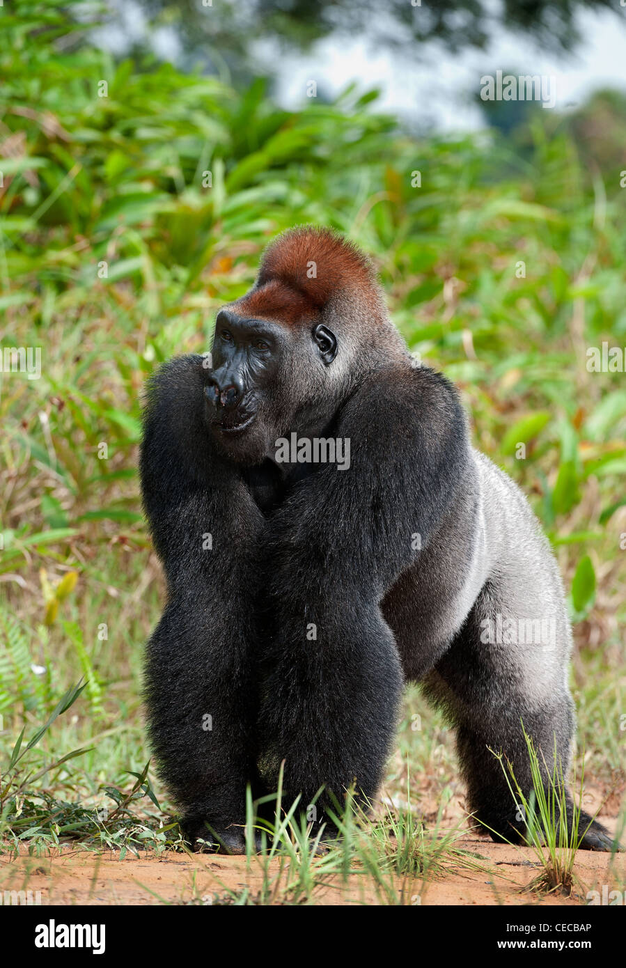 Silverback - maschio adulto di un gorilla. Western pianura gorilla. Foto Stock