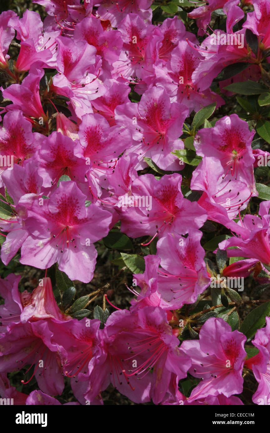 Azzorre San Miguel Island Portogallo Furnas Terra Nostra Park Gardens Foto Stock