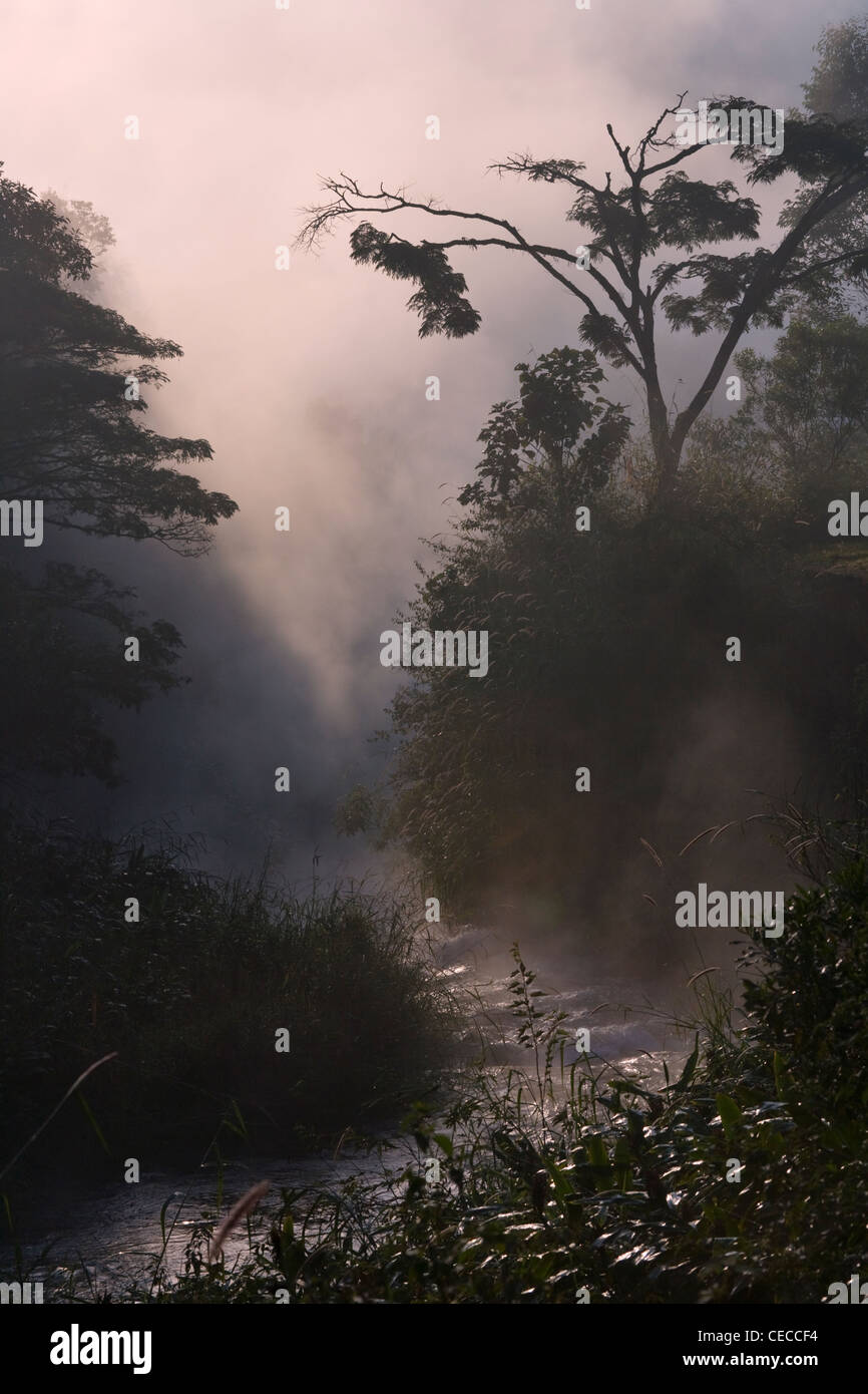 Paesaggio della foresta pluviale tropicale in montagna nella nebbia mattutina, Madagascar Foto Stock