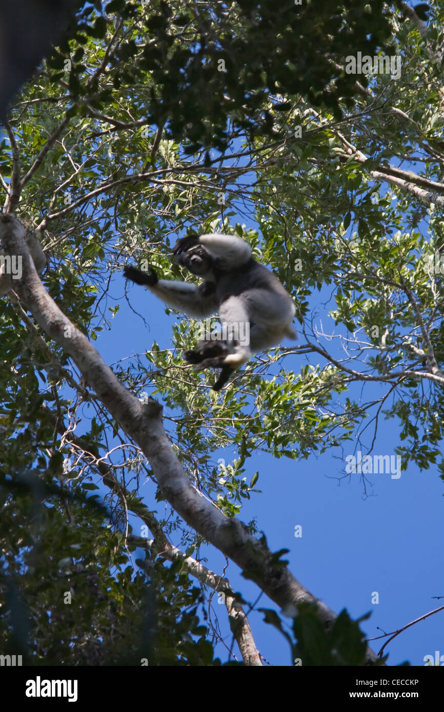 (Indri Indri Indri Indri), il lemure più grande, nella foresta, Perinet Riserva, Toamasina, Madagascar Foto Stock
