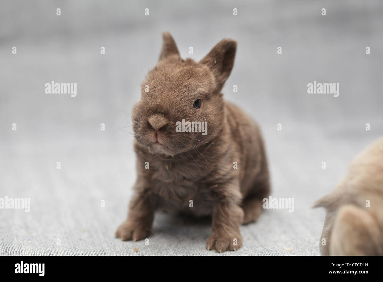 piccolo coniglio Foto Stock