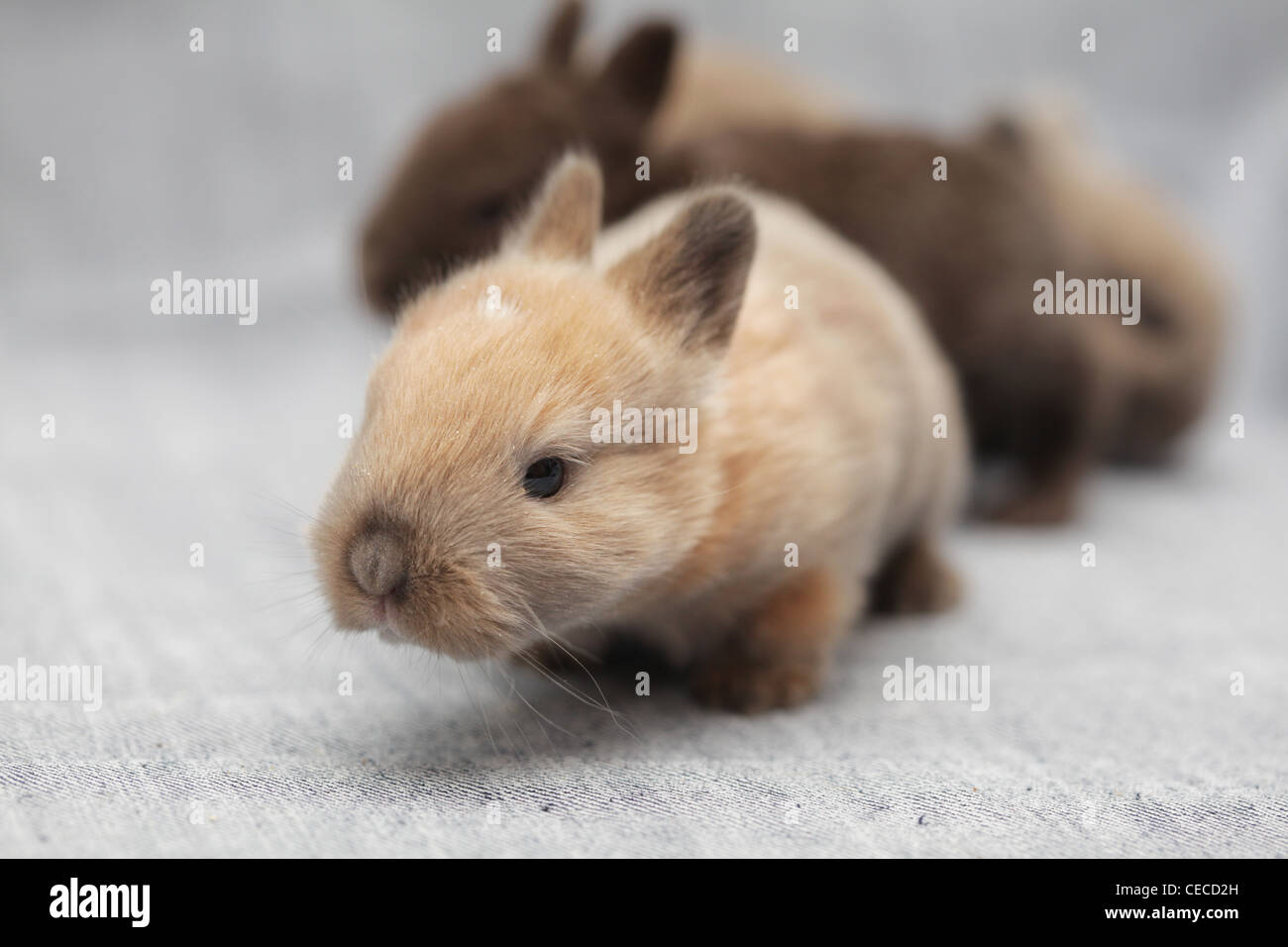piccoli conigli Foto Stock