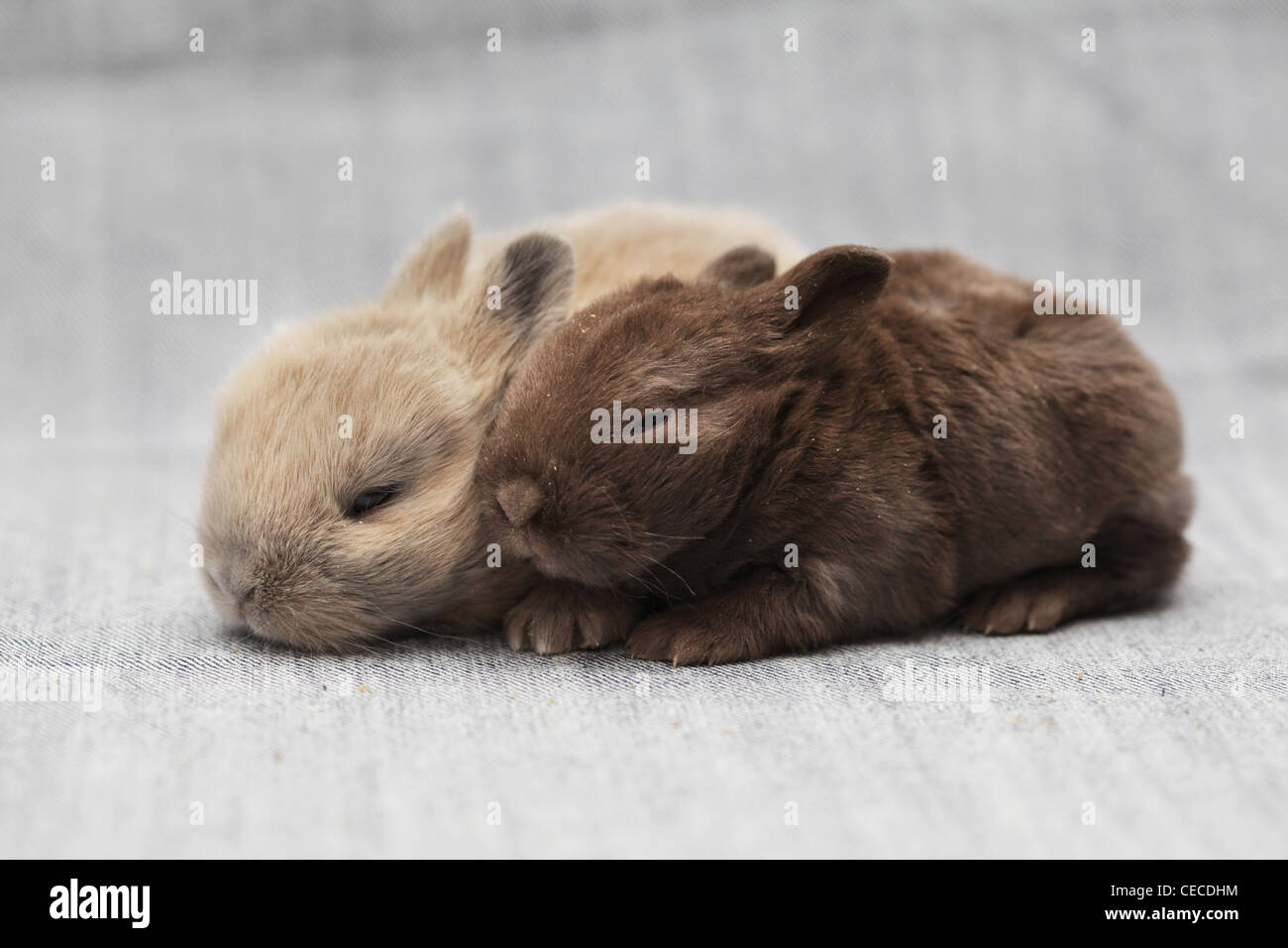 piccoli conigli Foto Stock