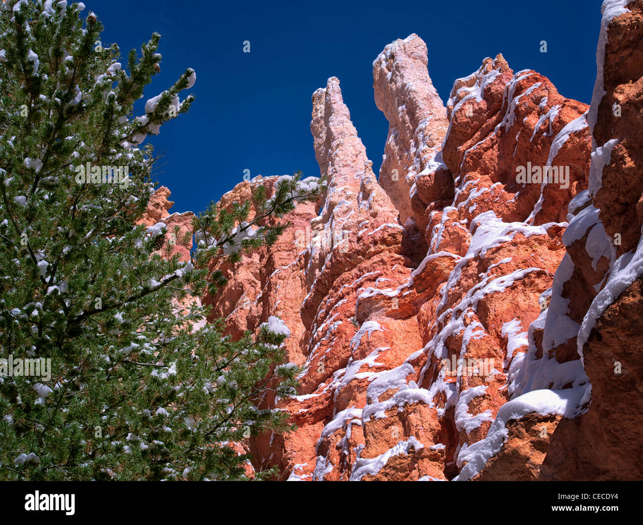 Neve nel Parco Nazionale di Bryce Canyon, Utah Foto Stock