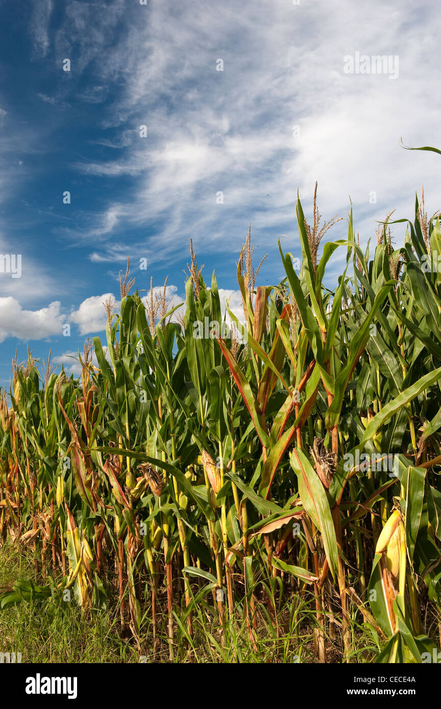 Il raccolto di mais. In Pennsylvania. Foto Stock
