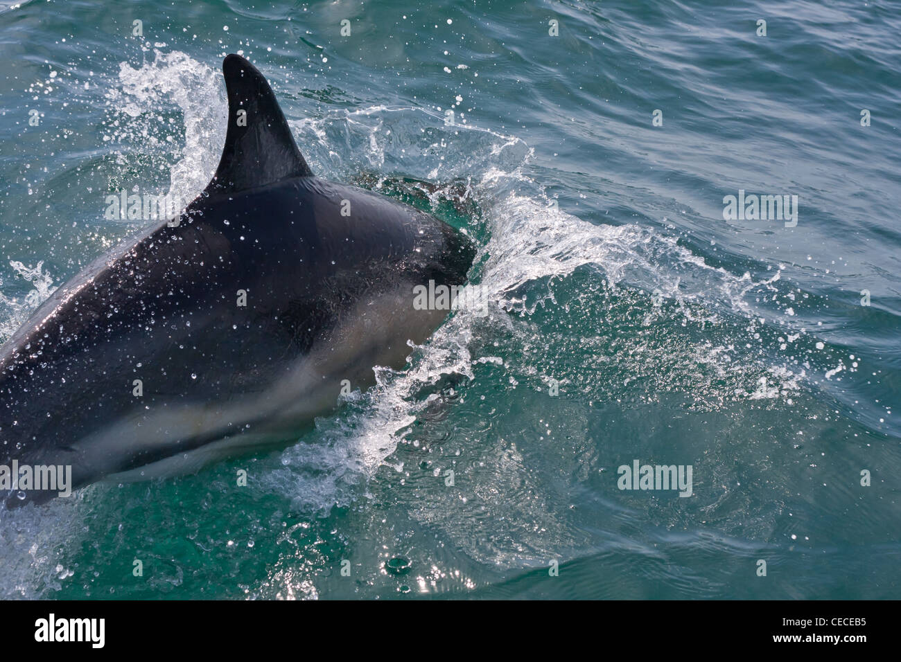 Delfino comune splash Foto Stock
