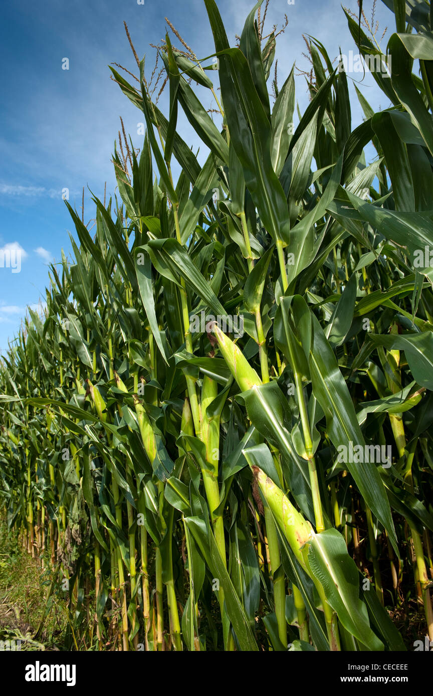 Il raccolto di mais, Pennsylvania, USA. Foto Stock