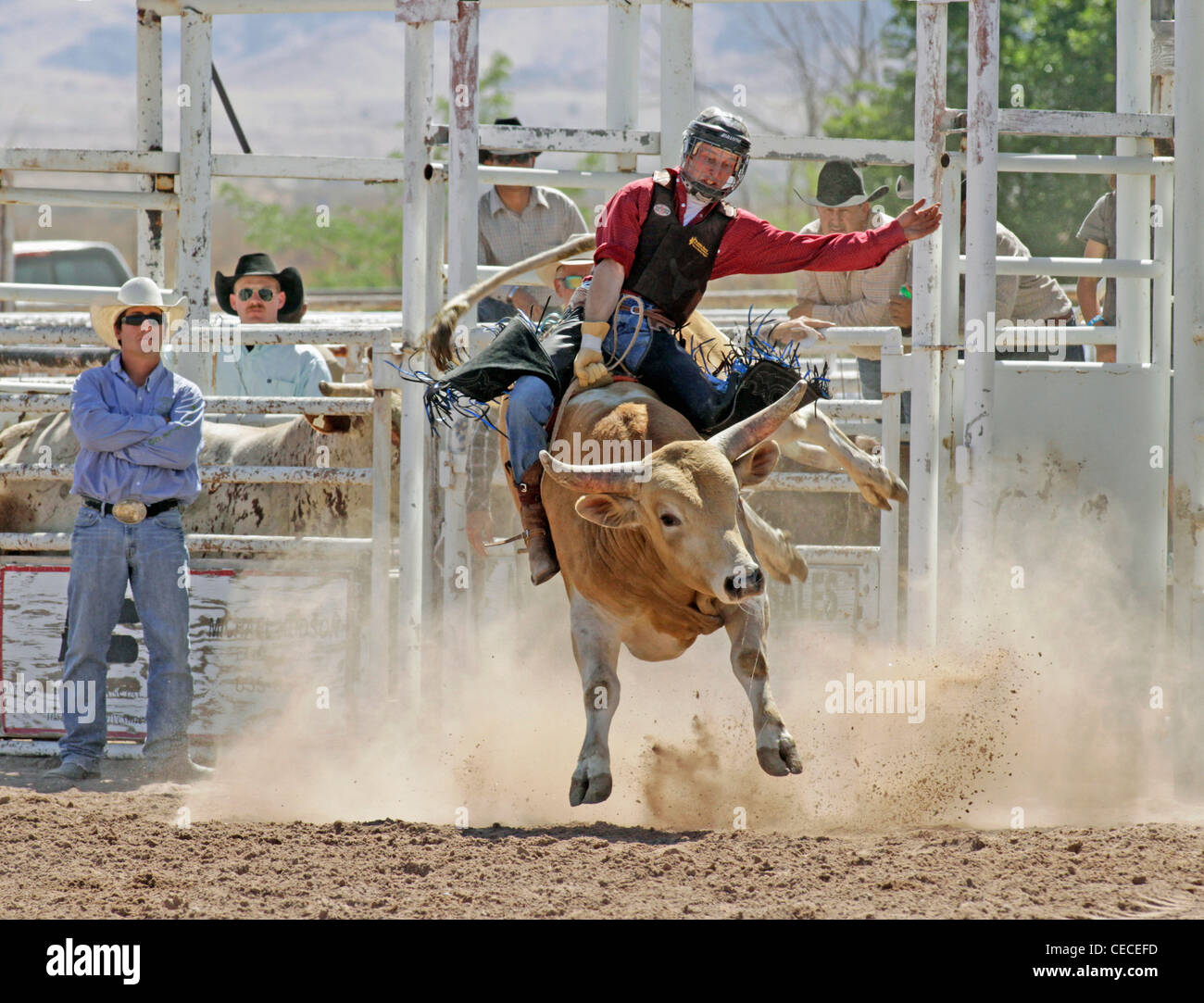 Socorro, Nuovo Messico, Stati Uniti d'America. Concorrente prendendo parte al toro di equitazione concorrenza durante il rodeo annuale. Foto Stock
