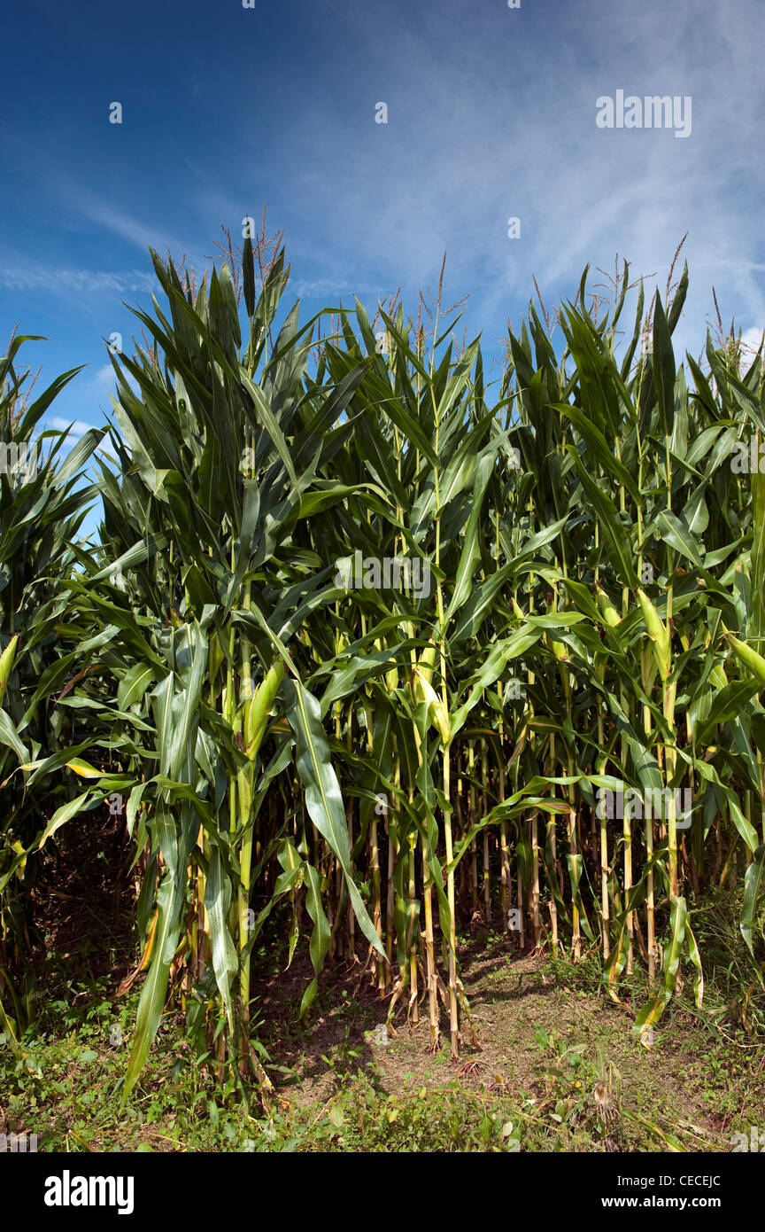 Il raccolto di mais, Pennsylvania, USA. Foto Stock