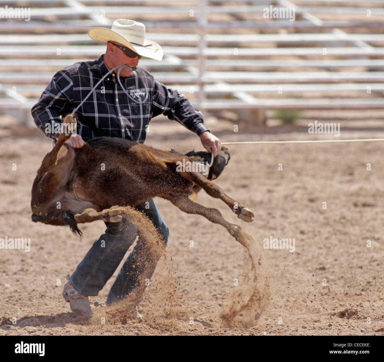 Socorro, Nuovo Messico, Stati Uniti d'America. L'uomo occupare un vitello durante il vitello roping concorso al rodeo annuale. Foto Stock
