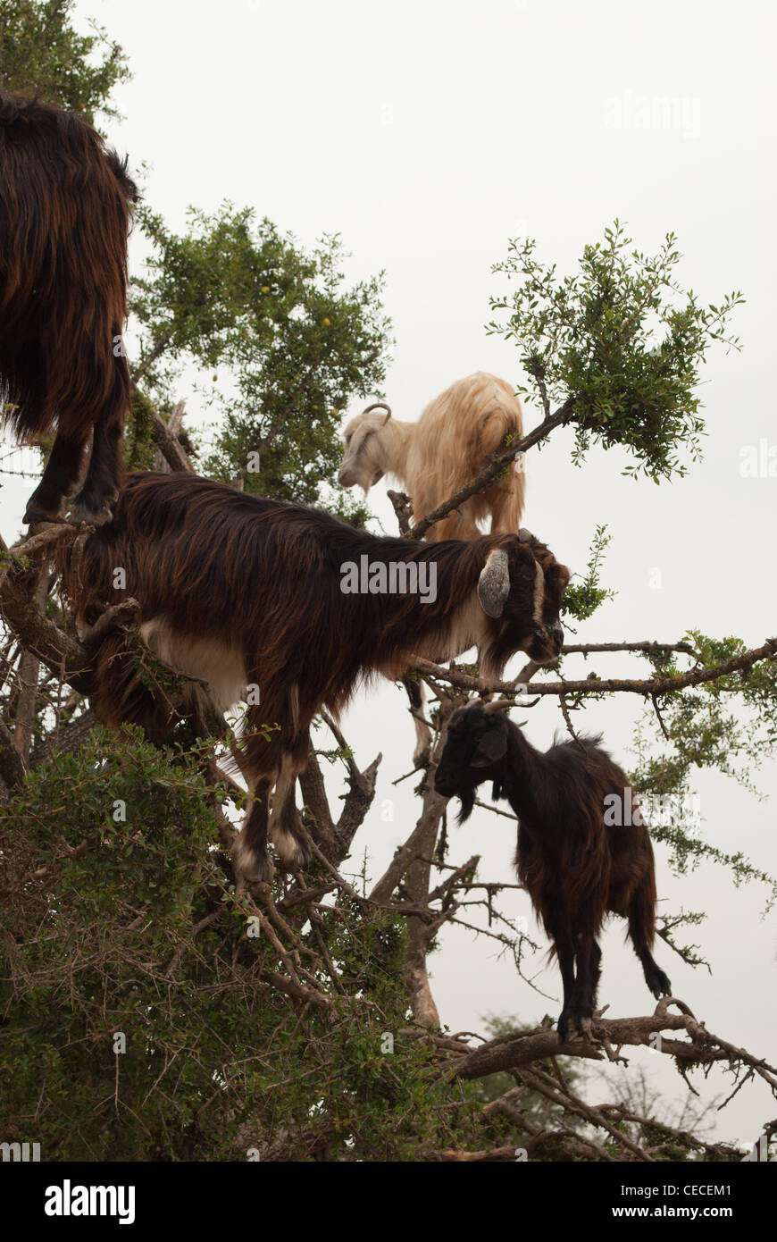 Caprini in Marocco Foto Stock