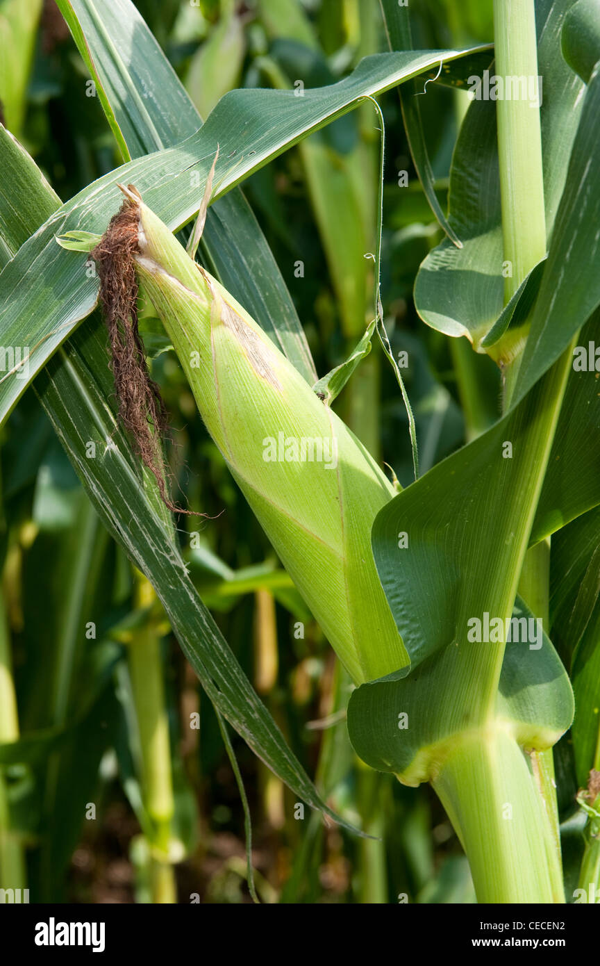 Chiusura del tutolo di mais sulla levetta. In Pennsylvania, Stati Uniti d'America. Foto Stock