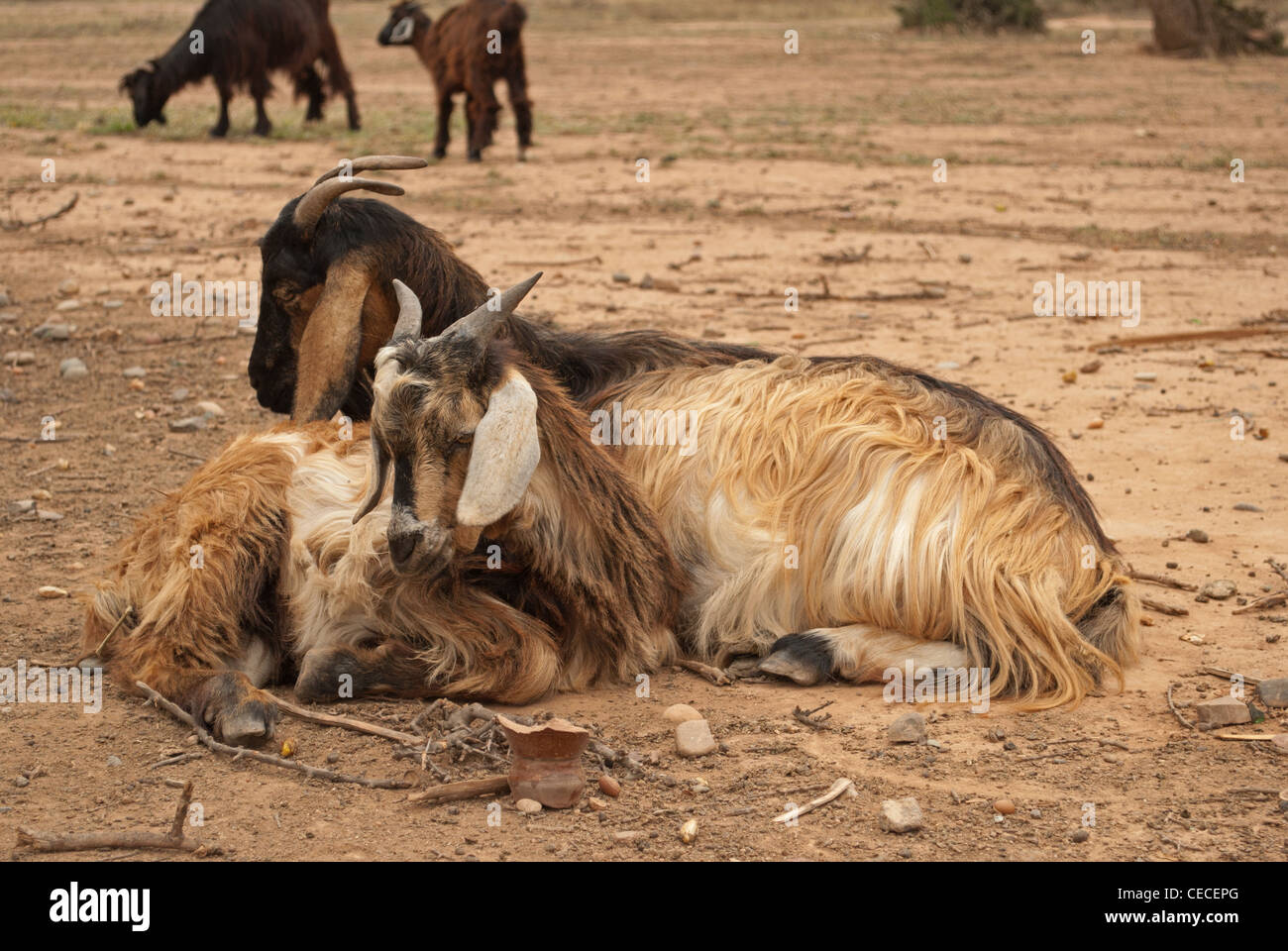 Caprini in Marocco Foto Stock