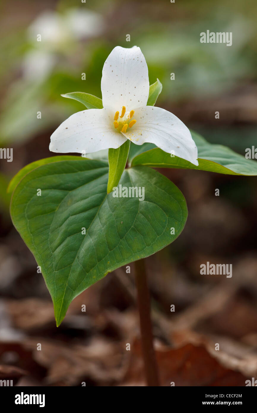 Stati Uniti d'America, Oregon, Keizer, Western Trillium (Trillium ovatum) Foto Stock