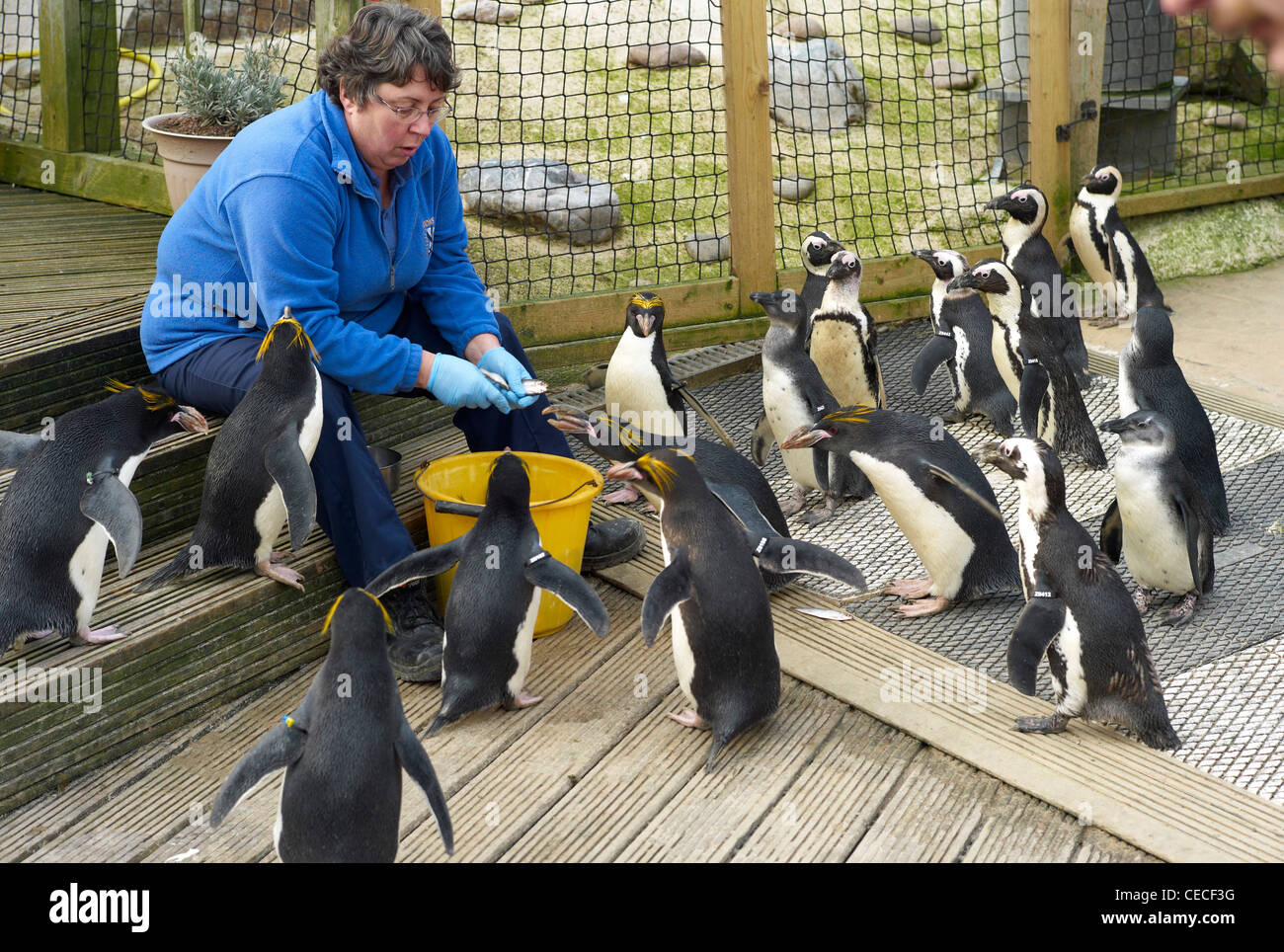 Alimentazione dei pinguini a Living Coasts Zoo nel Devon Torquar Engalnd Foto Stock