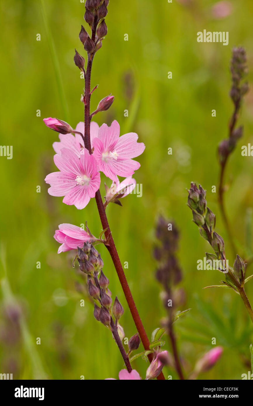 Stati Uniti d'America, Oregon, William L. Finley National Wildlife Refuge, Rose Checker Malva (Sidalcea virgata) Foto Stock