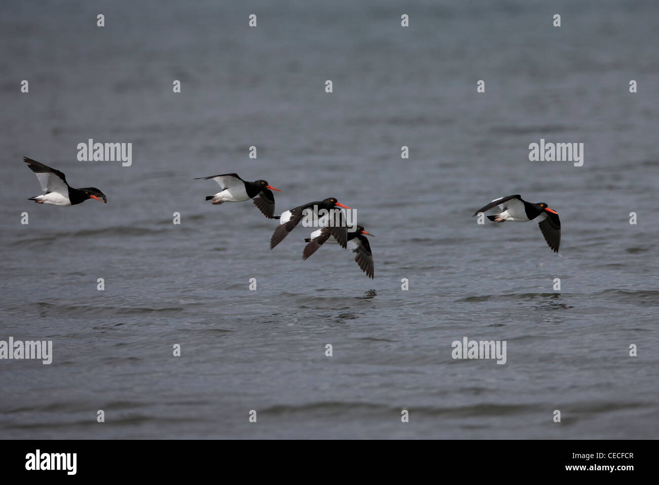 Magellanic Oystercatcher (Haematopus leucopodus) gregge in volo su acqua in Ushuaia, Tierra del Fuego, Argentina. Foto Stock