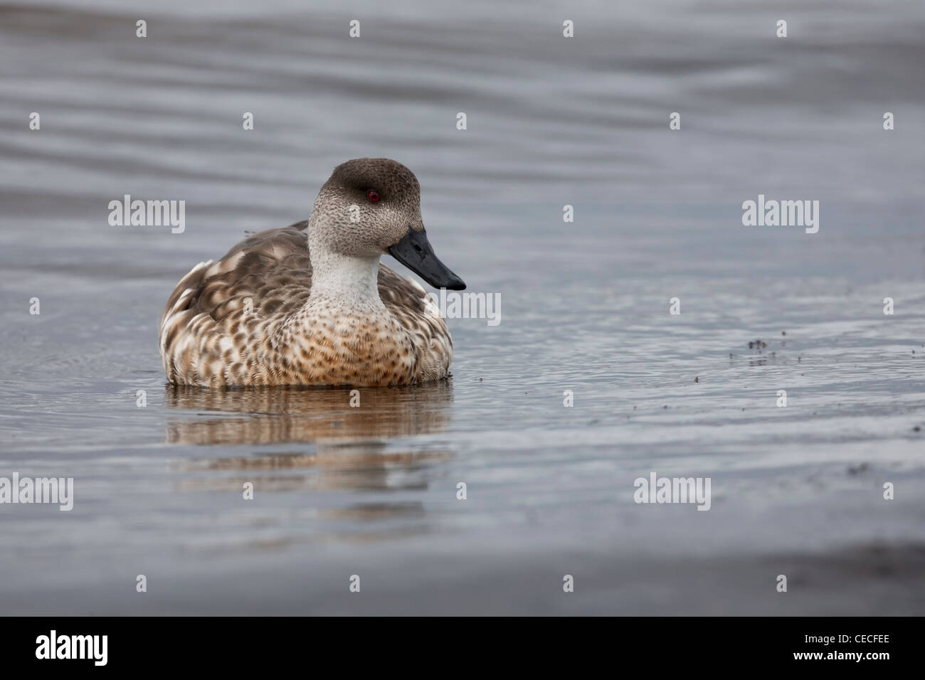 Crested Duck (Lophonetta specularioides specularioides) nuoto in Ushuaia, Tierra del Fuego, Argentina Foto Stock