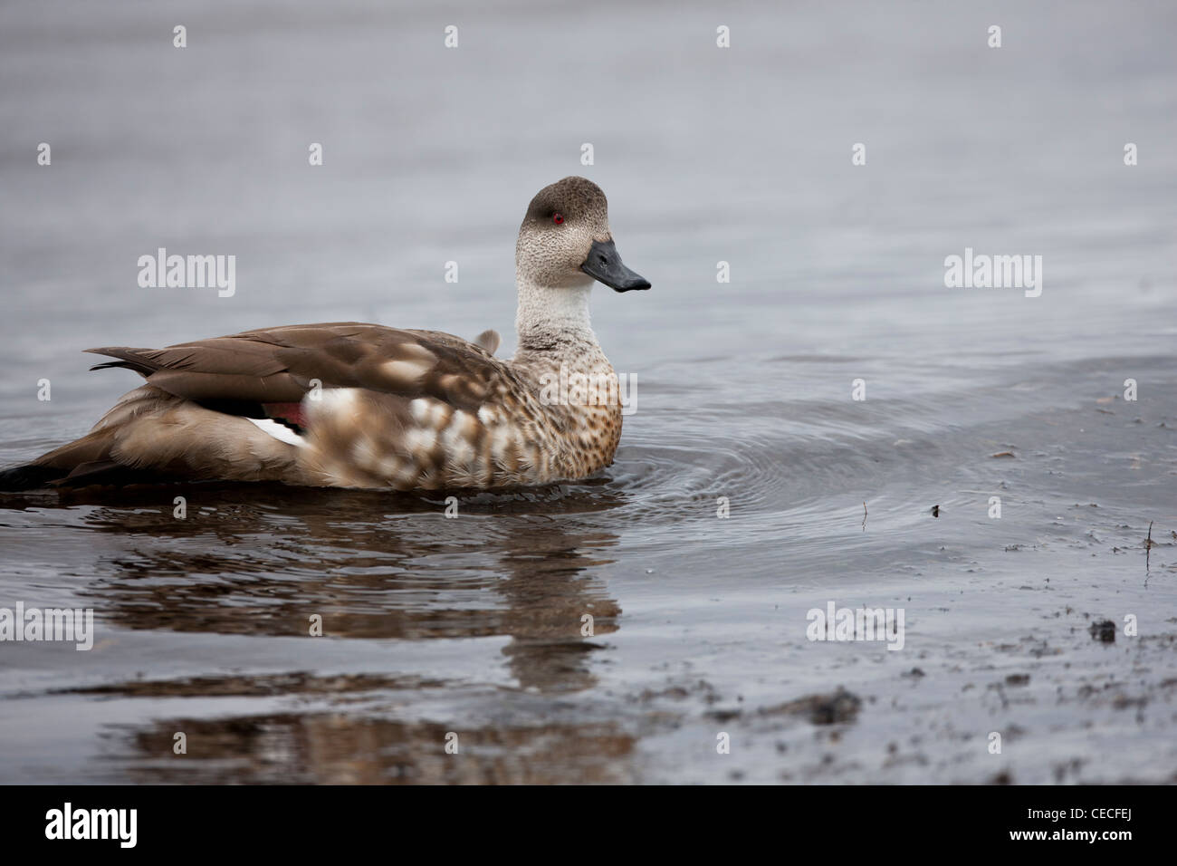 Crested Duck (Lophonetta specularioides specularioides) nuoto in Ushuaia, Tierra del Fuego, Argentina Foto Stock