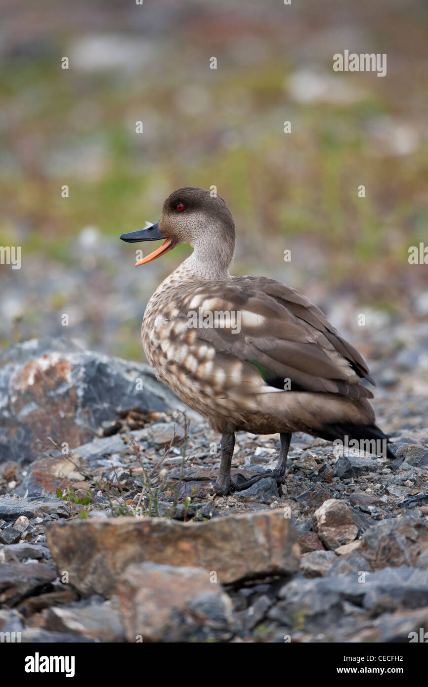 Crested Duck (Lophonetta specularioides specularioides) chiamando in Ushuaia, Tierra del Fuego, Argentina Foto Stock