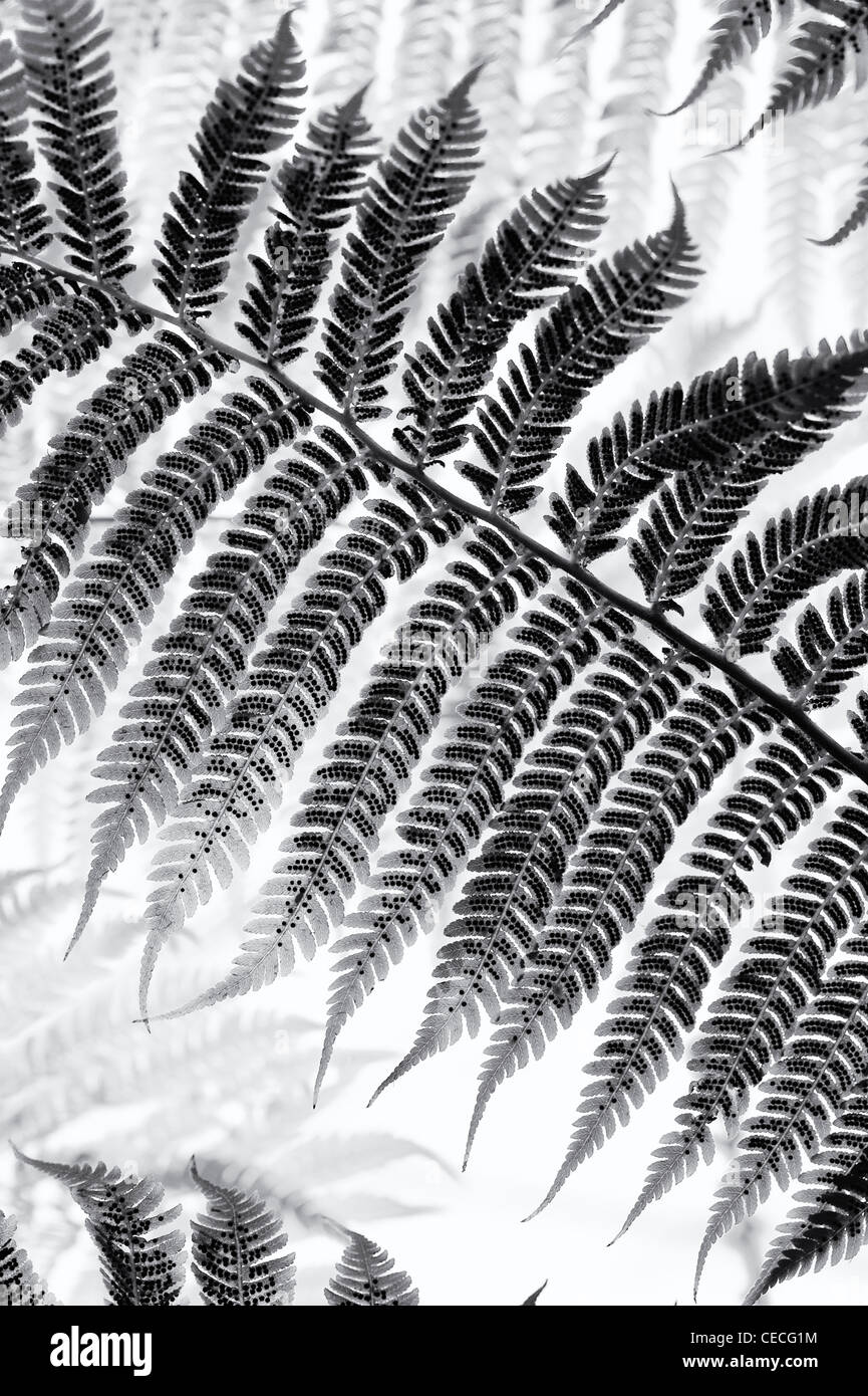 Dicksonia antarctica. Struttura morbida fern frond pattern. Monocromatico Foto Stock