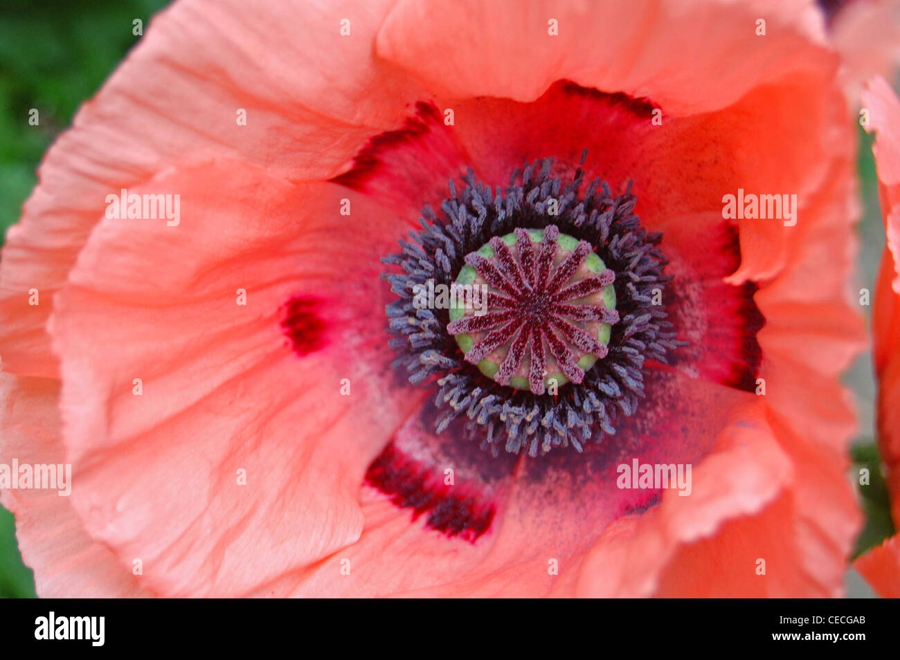 Close up all'interno del fiore di papavero Foto Stock