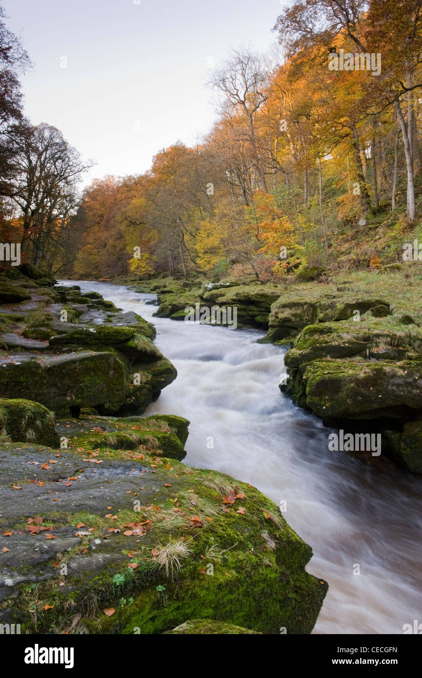 Fiume Wharfe acqua che fluisce attraverso il 'hotel Astrid, un canale stretto tra massi & woodland - scenic Bolton Abbey Estate, Yorkshire Dales, Inghilterra, Regno Unito. Foto Stock