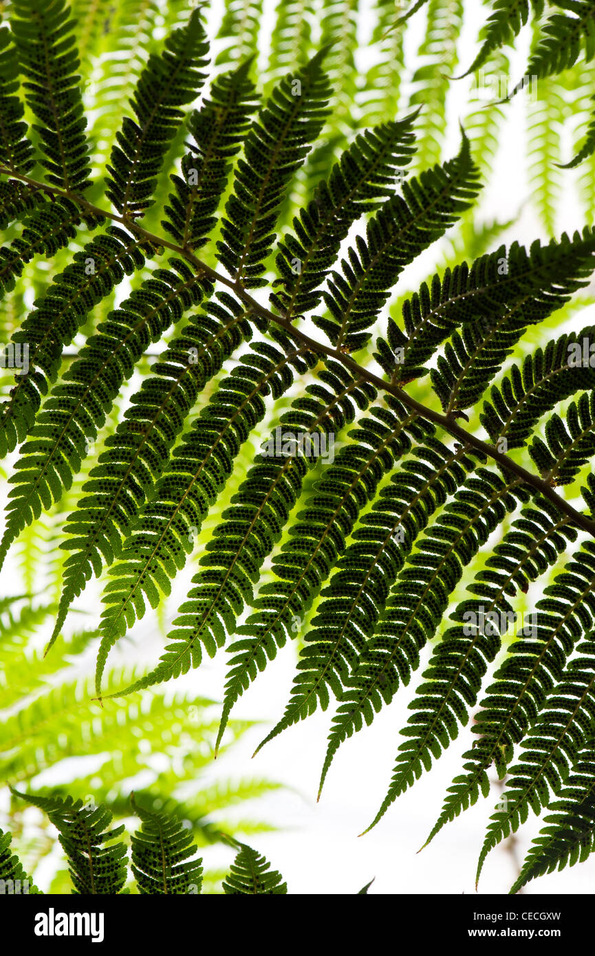 Dicksonia antarctica. Tree fern frond pattern Foto Stock
