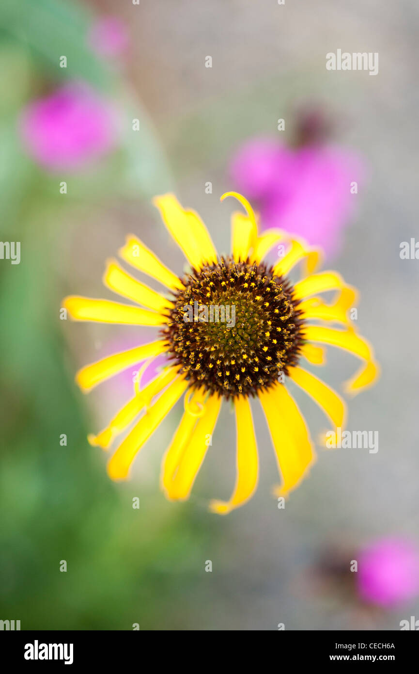 Echinacea paradoxa . Coneflower giallo Foto Stock