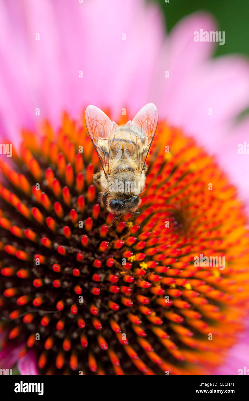 Honeybee alimentazione su un prodotto a base di echinacea purpurea coneflower Foto Stock