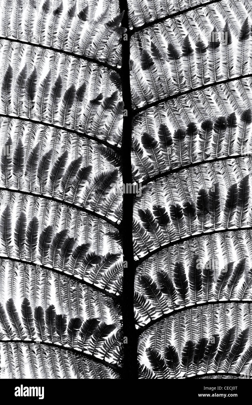 Dicksonia antarctica. Struttura morbida fern frond pattern. Monocromatico Foto Stock