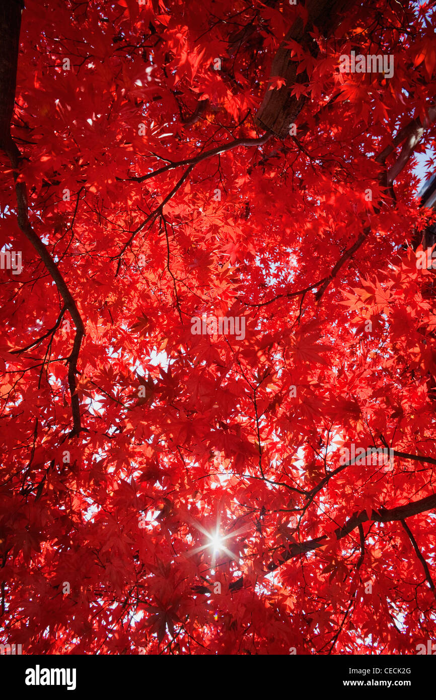 Sunburst attraverso un baldacchino di foglie rosse. Foto Stock