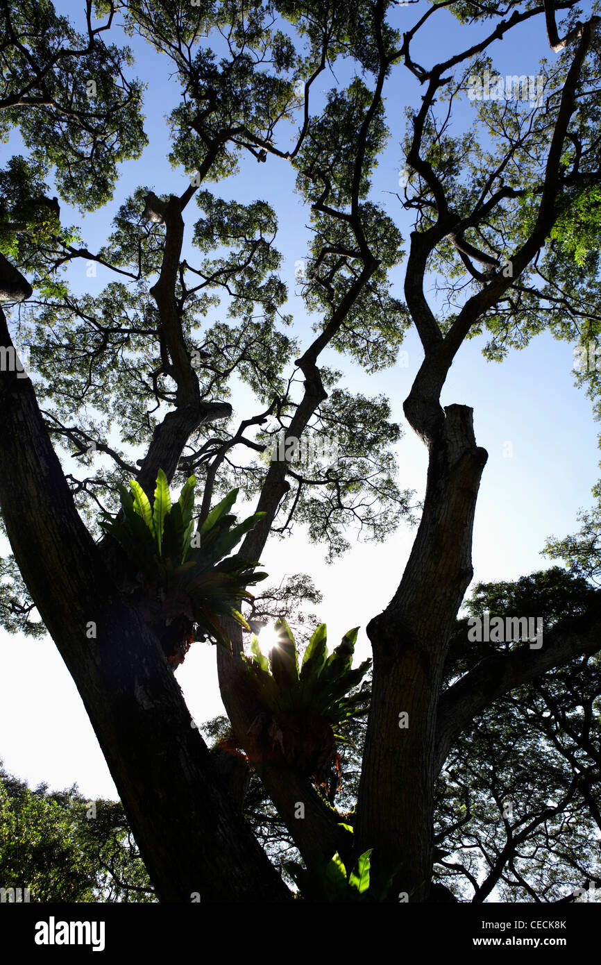 Felci crescente sul grande albero con burst di Sun Foto Stock