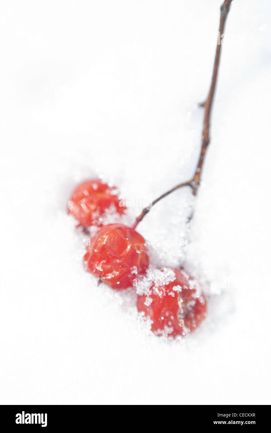 Rowan bacche (Sorbus aucuparia L.) snow-capped. Foto Stock