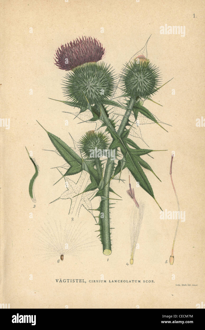 Spear thistle, Cirsium lanceolatum scop. Foto Stock