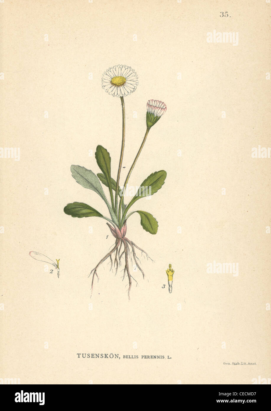 Comune, Margherita Bellis perennis. Foto Stock