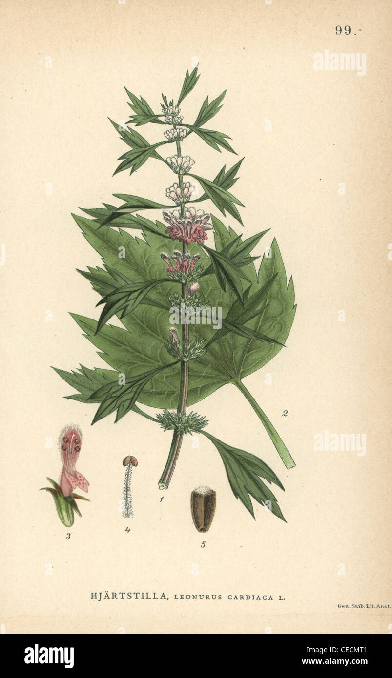 Motherwort, Leonurus cardiaca. Foto Stock