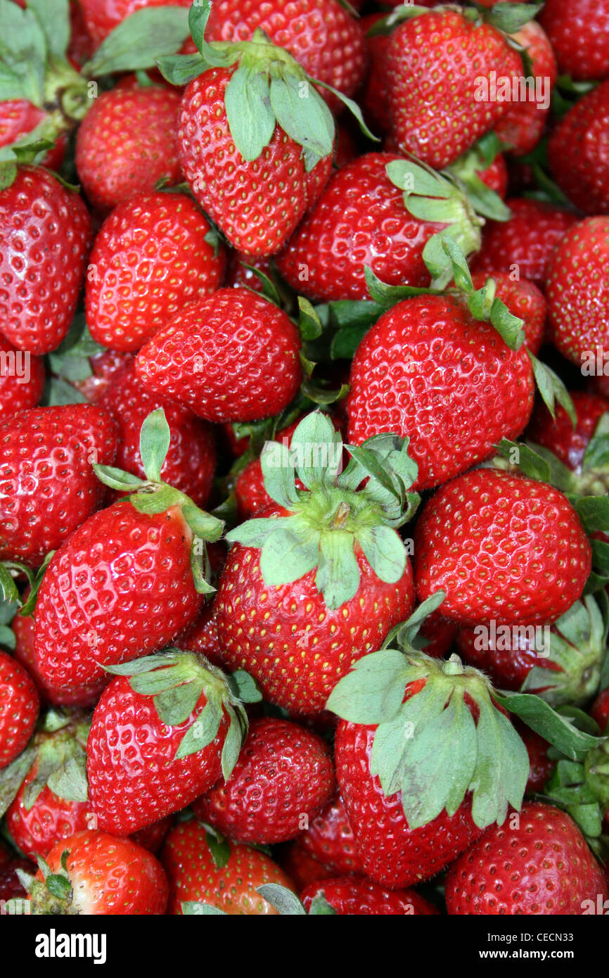 Grandi e succose fragole su un fertile terreno vulcanico di Costa Rica Foto Stock