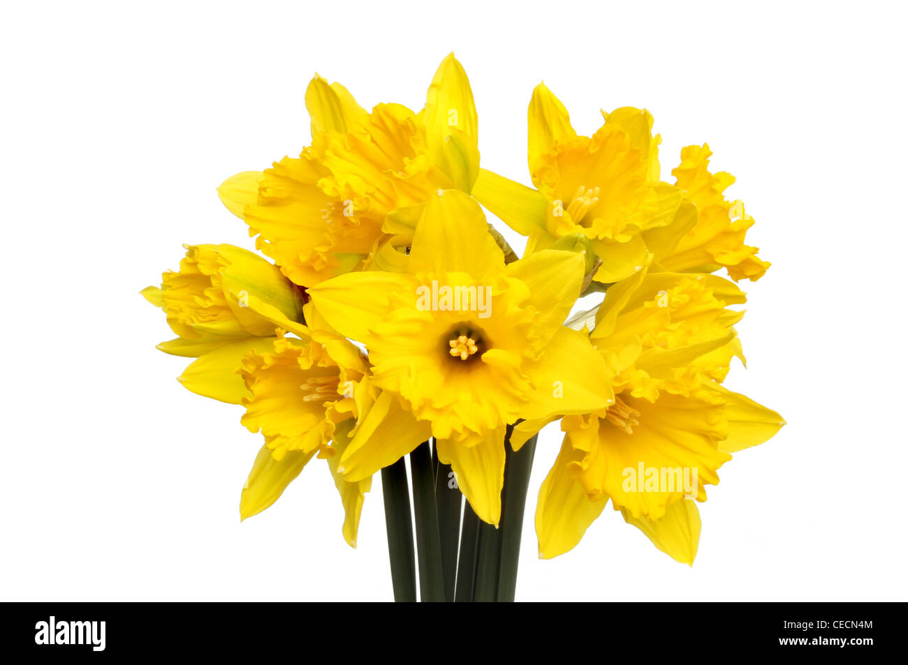Mazzo di fiori daffodil isolata contro bianco Foto Stock