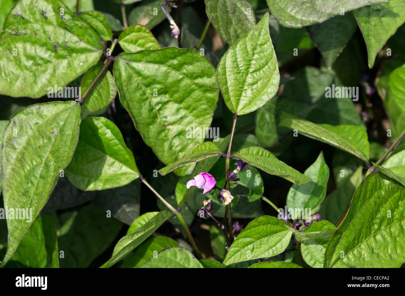 Fagiuoli nani Regina viola Foto Stock