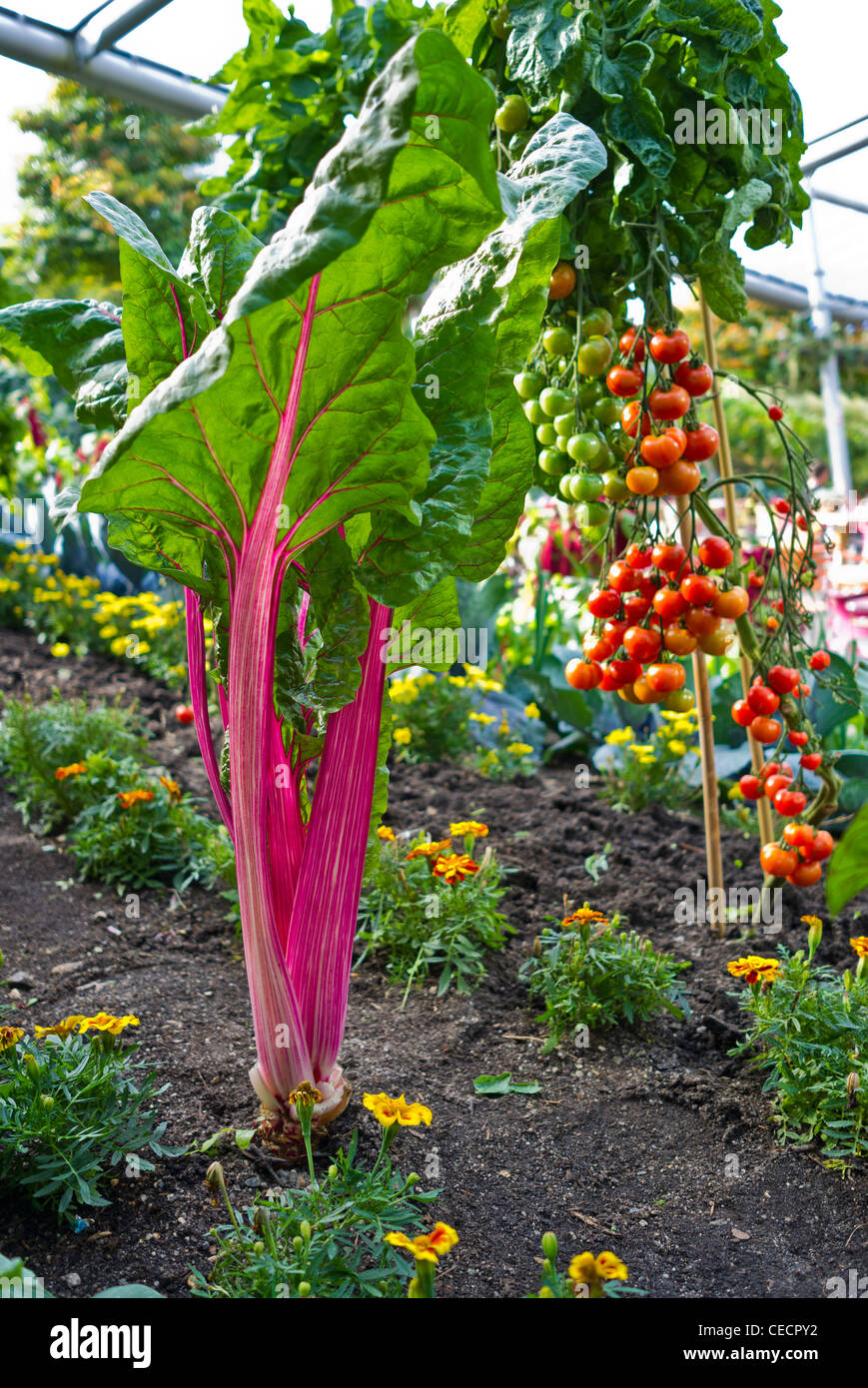 Le bietole 'rosa' crescendo in un misto di confine con i pomodori in Eden Project Cornwall Regno Unito Foto Stock
