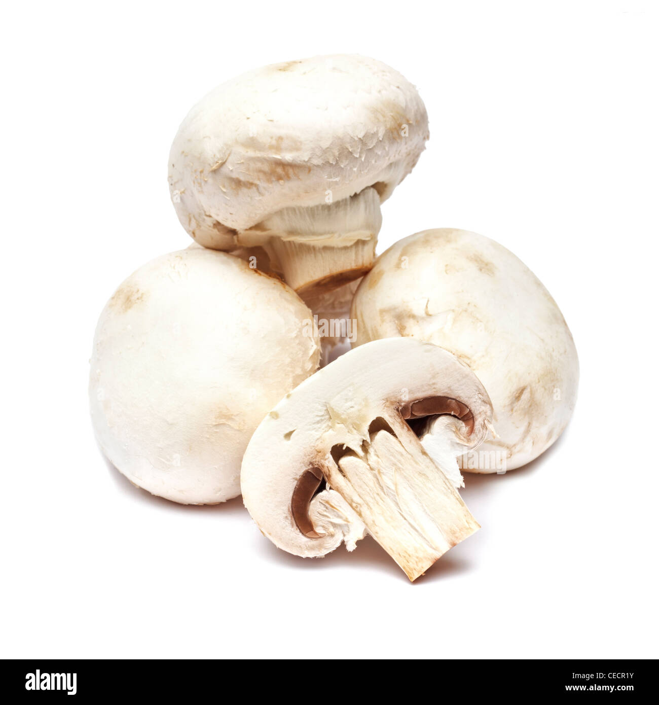 Funghi su sfondo bianco Foto Stock