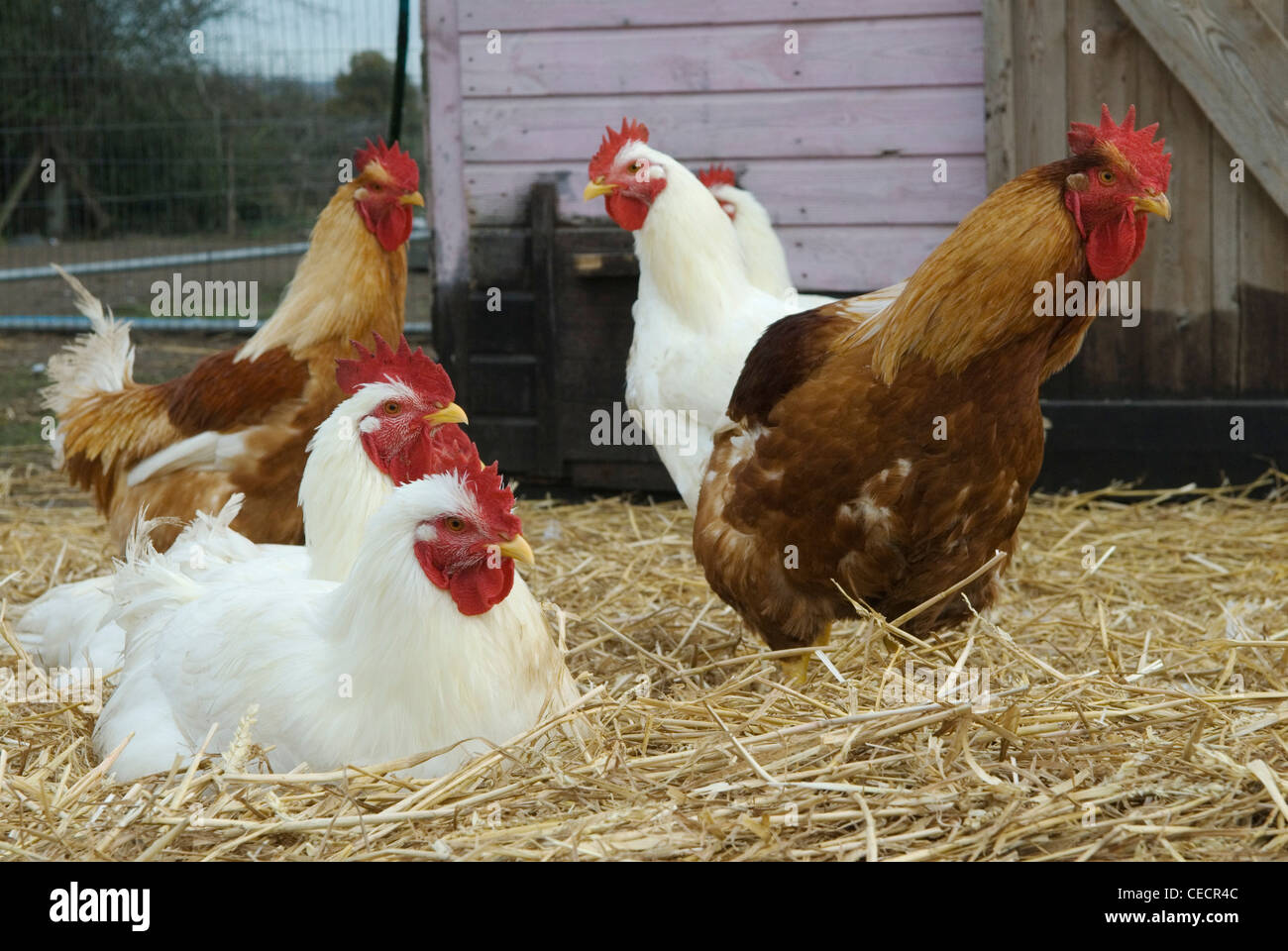 Free range galletti fossato Prato Farm LEICESTERSHIRE REGNO UNITO Foto Stock