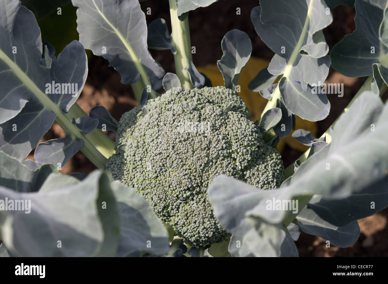 Il calabrese Iron Man Foto Stock