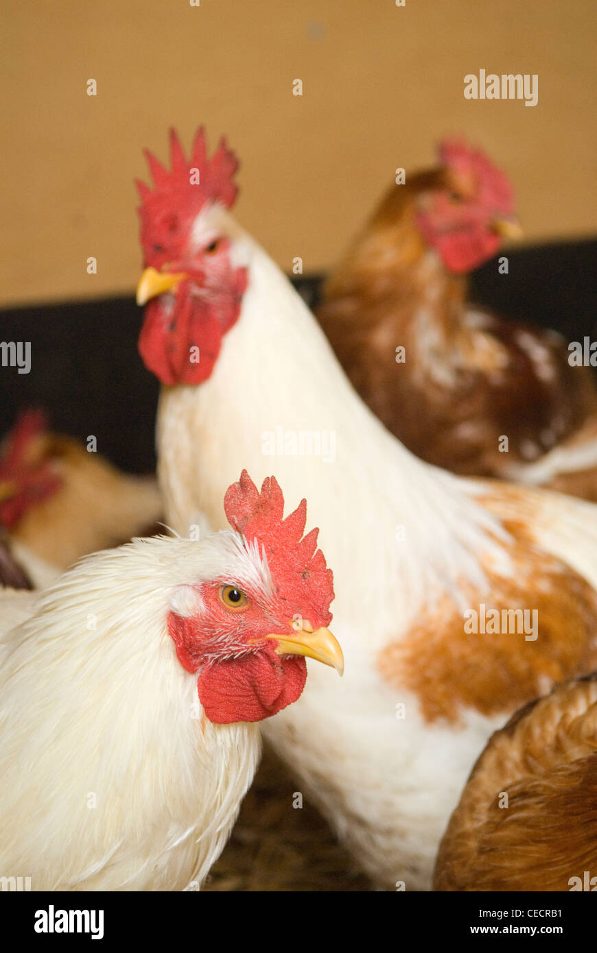 Free range galletti fossato Prato Farm LEICESTERSHIRE REGNO UNITO Foto Stock